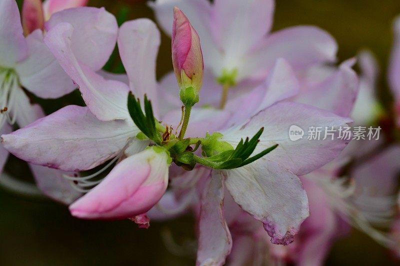 杜鹃花/皇家杜鹃花